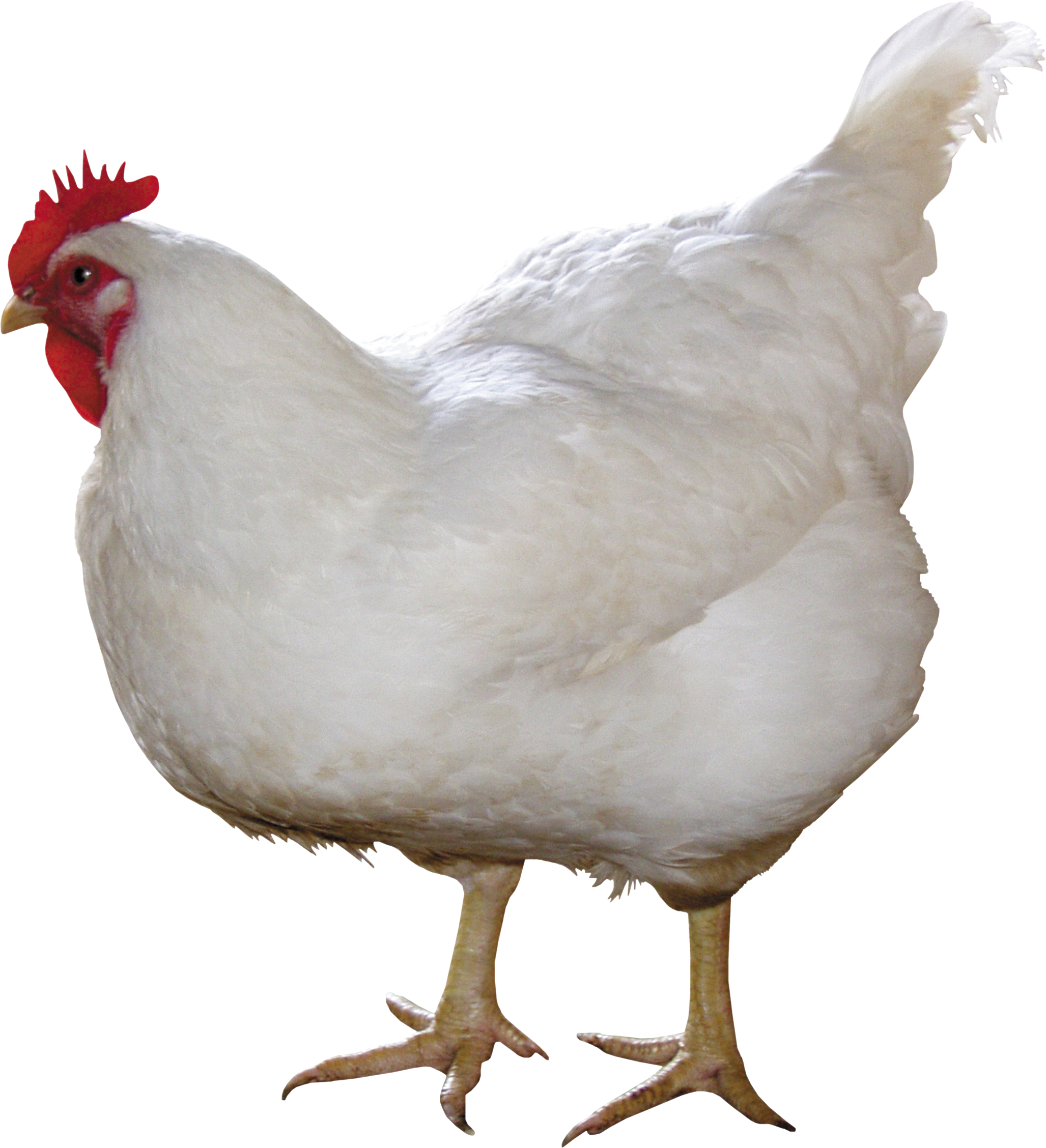 chicken