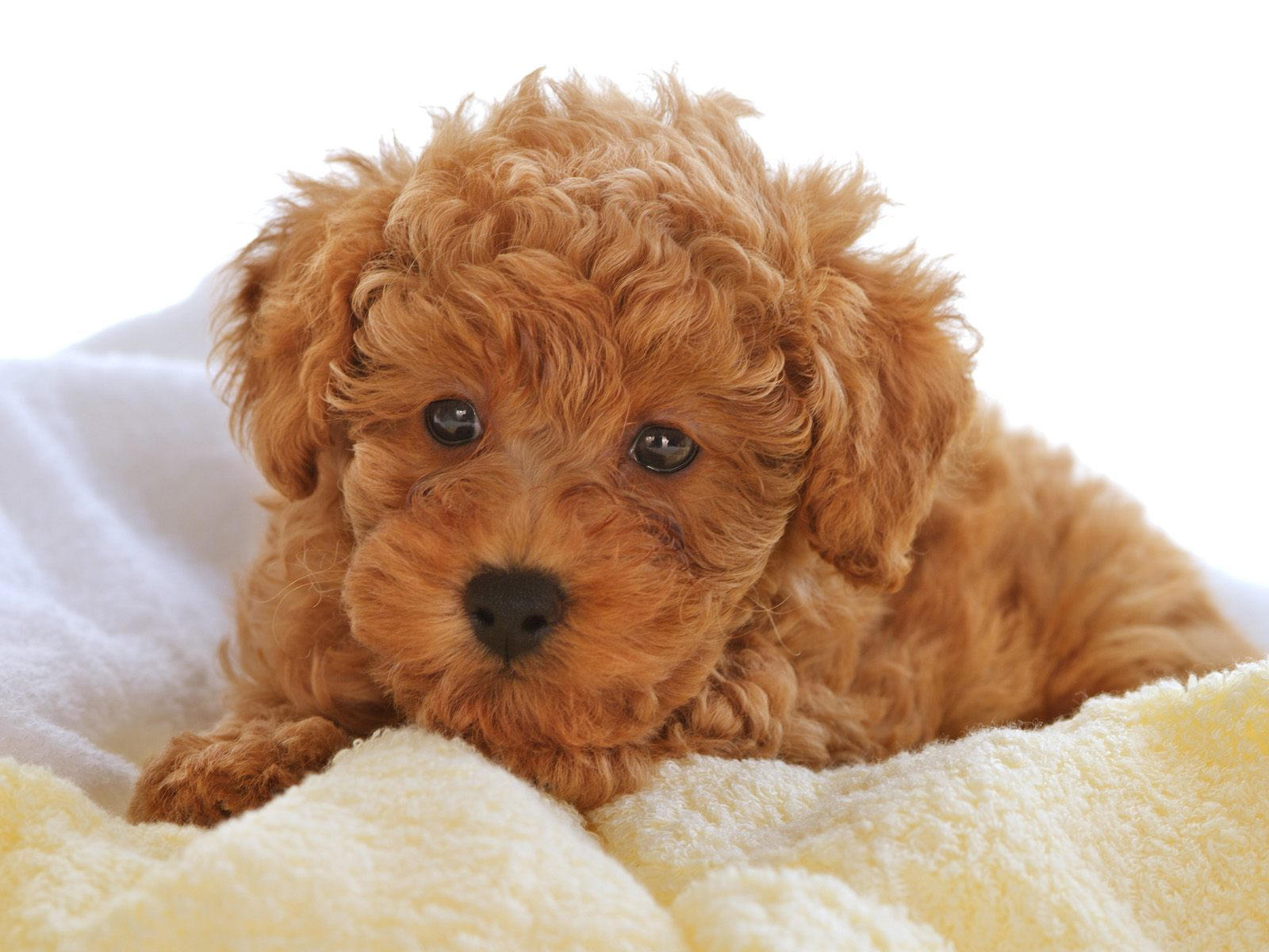 poodle