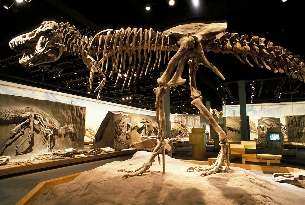 dinosaurs bone display hd